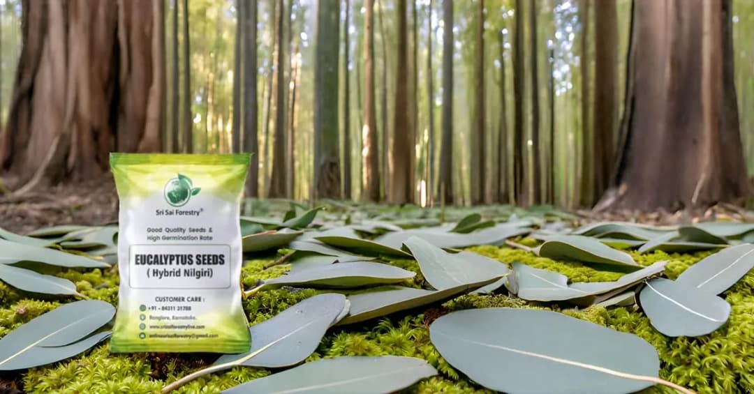 SRI SAI FORESTRY - Eucalyptus Nilgiri , Best Paper wood Tree, Hard Timber & Fast Growing Firewood Tree seeds - Image 13