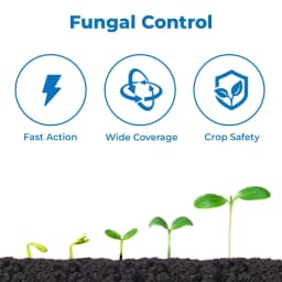 Rain Hexarin Plus Fungicide - Hexaconazole 5% SC 3