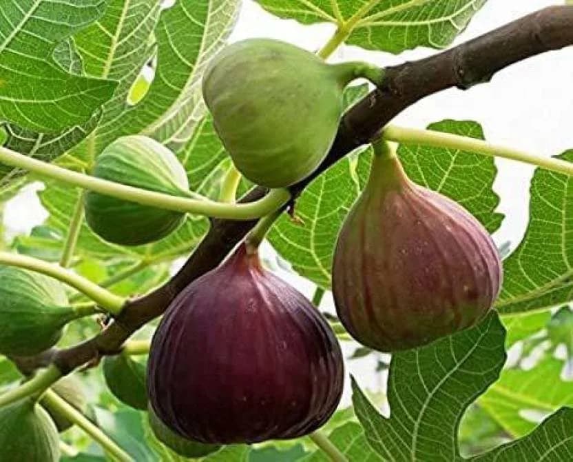 SRI SAI FORESTRY - Gular - Cluster Fig - Ficus Racemosa - Natural Tasty Athi Fruit Tree seeds - Image 9