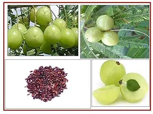 RK Seeds - Indian Gooseberry, Organic Indian Gooseberry, Amla Hybrid Herb Seeds, Nelli Amlika Usiri Seeds, Phyllanthus Emblica, Amla Seed- Hybrid seed - Image 2