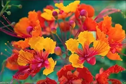 SRI SAI FORESTRY Caesalpinia pulcherrima, Peacock Flower, Rajamalli, Red Bird of Paradise Flowering Plant Seeds For Home Garden,Fencing & Terrace - Image 7