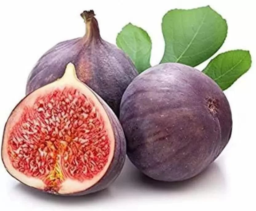 SRI SAI FORESTRY - Gular - Cluster Fig - Ficus Racemosa - Natural Tasty Athi Fruit Tree seeds - Image 8