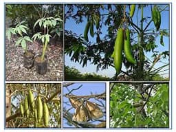 RK Seeds Silk Cotton Tree Seeds , Malabar Semul , Indian Bombax , Kapok Tree , Silk Cotton , Red Cotton Tree , Red Silk Cotton seeds for plantation 1
