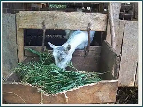 RK Seeds - Gliricidia Seed, Gliricidia tree seeds, Gliricidia sepium, Best For Live Fencing - GLIRICIDIA SEPIUM TREE SEEDS, Fodder seeds, cattle seeds