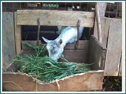 RK Seeds - Gliricidia Seed, Gliricidia tree seeds, Gliricidia sepium, Best For Live Fencing - GLIRICIDIA SEPIUM TREE SEEDS, Fodder seeds, cattle seeds 1