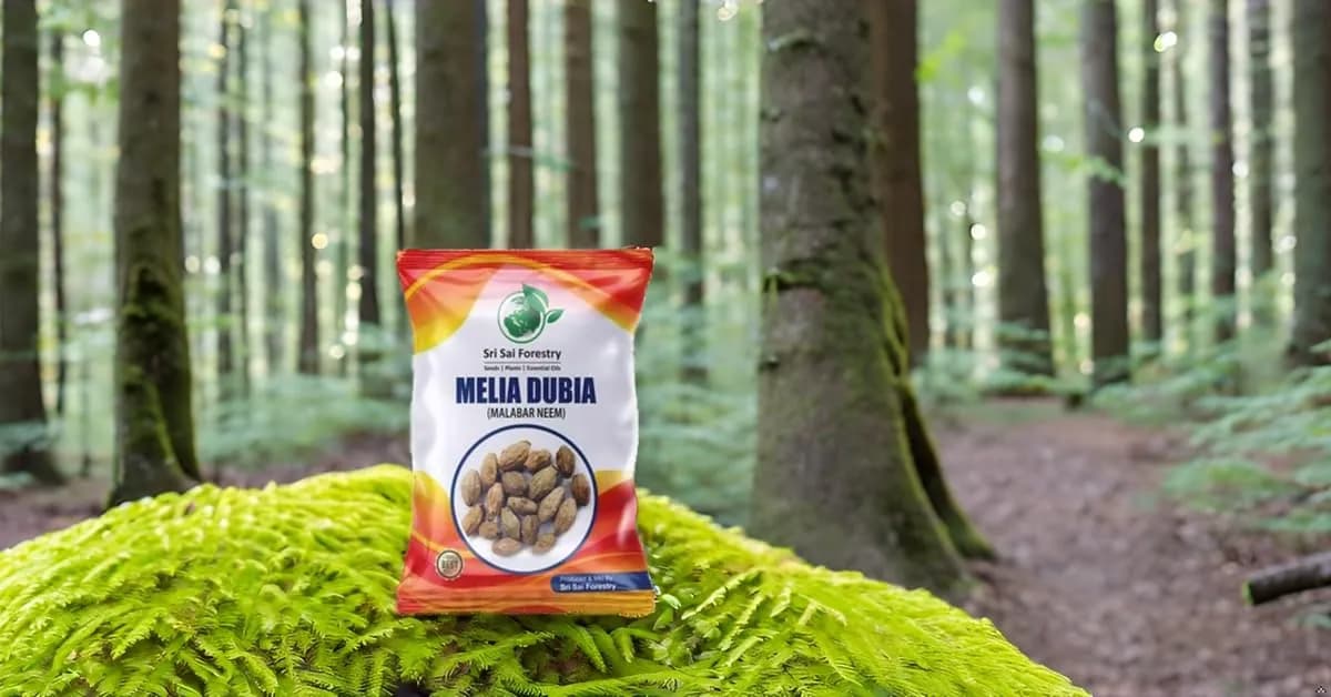 Sri Sai Forestry Melia Dubia Seeds (Malabar Neem) - Image 7