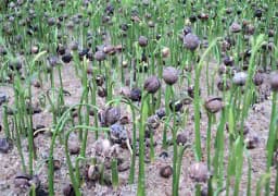 Sri Sai Forestry Safed Chandan Plant Tree Seeds, White Sandalwood Tree Seeds 4