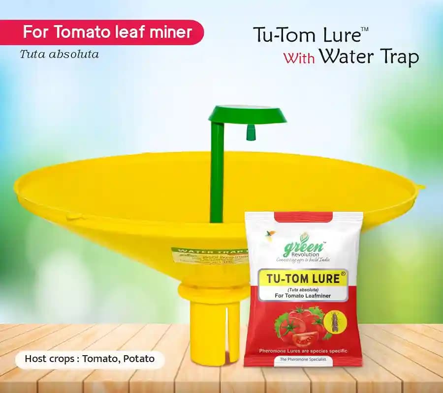 Water Pheromone Trap With TU-TOM Pheromone Lure (Tuta Absoluta ,Tomato Leafminer) for Tomato, Cherry Tomato, and Potato. - Image 9