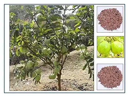 RK Seeds Fruit Seeds , Guava fruit Seeds , Amrut fruit Seeds , Psidium Guajava Seeds , Organic Guava Seed , Guava fruit Seeds, Guava fruit seeds