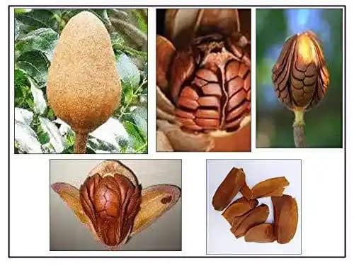RK Seeds Sky Fruit Seeds , Mahogany Seeds , Swietenia Mahagoni , Mahogany Seeds , Mahogany Seeds for Planting
