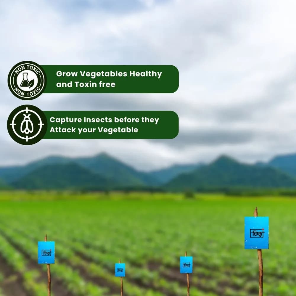 Chipku A5 Blue Sticky Trap For Insects, For Garden & Agriculture, To Control Whiteflies, Aphids, Thrips, Jassids - Image 2