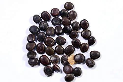 RK Seeds Babul Seeds , Live Fencing Tree Seeds , Acacia Nilotica Seeds , Vachellia Nilotica seeds for planting, Live fencing, Babul Fodder purpose