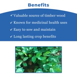 Pterocarpus Marsupium (Vengai) Tree Seed enhance the beauty of garden, landscapes, commercial crops, etc. 4