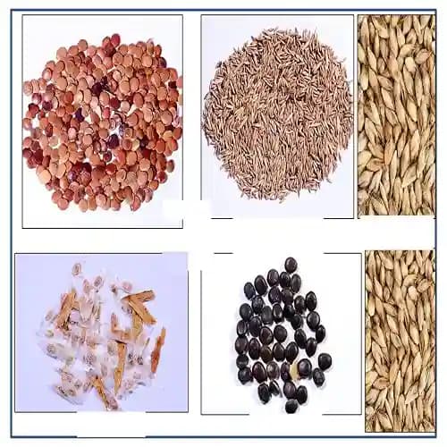 RK Seeds - Acacia Nilotica 100 g + Bamboo Seeds 50 g + Dendrocalamus Strictus 50 g + Tecoma Stans 100 g + Gliricidia Sepium 100 g (Pack of 5) - Image 2