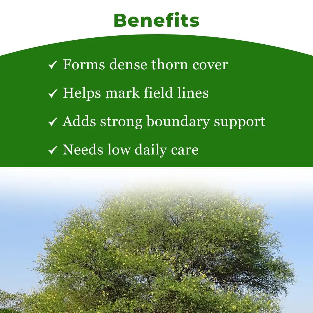 SRI SAI FORESTRY - Arabic Gum (Acacia Nilotica) Babool Tree seeds - Live Fencing Tree Seeds - Image 4