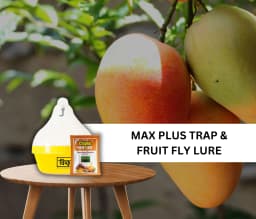 Chipku Fly Magnet Oriental Fruit-Fly With Max Plus Trap, Bactocera Dorsalis Catcher With Attractant Lure For Mango, Sapota, Papaya, Guava 6