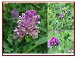 RK Seeds Grass seeds, Alfalfa seeds , Lucerne seeds, Medicago Sativa , Cattle grass seeds , Fodder, grass seeds, Kuthirai masal grass seeds 1