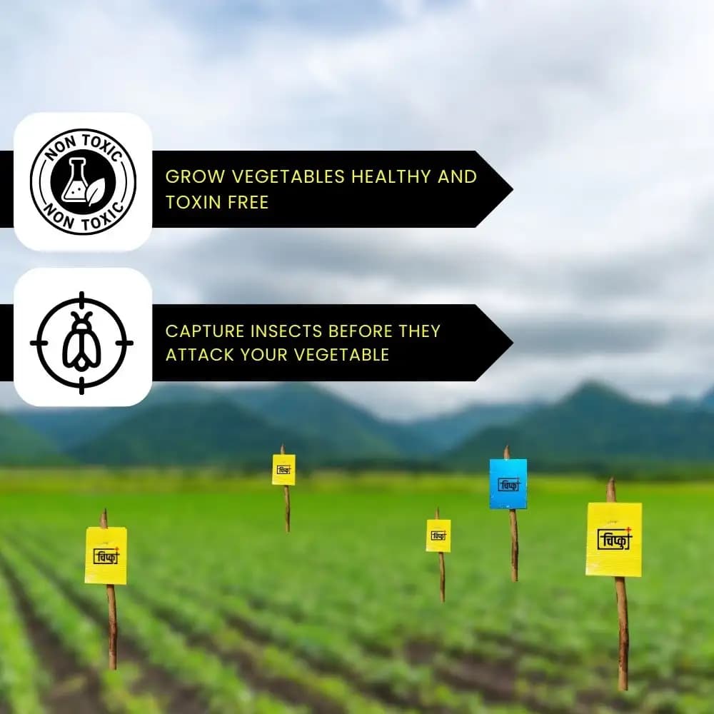 Chipku A5 Yellow & Blue Sticky Trap For Insects, For Garden & Agriculture To Control Whiteflies, Aphids, Thrips, Jassids - Image 7