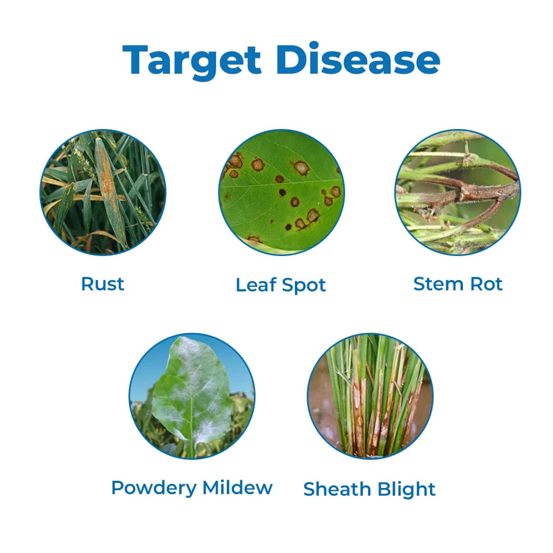 TATA Rallis CONTAF PLUS Hexaconazole 5% SC, Systemic Triazole Fungicide, Useful for Controlling Powdery Mildew - Image 3