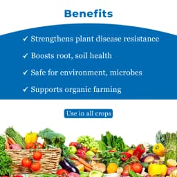 BACF Trident Trichoderma Viride 1.5% WP, An Organic Biological Fungicide For All Type of Field And Horticulture Crops 4