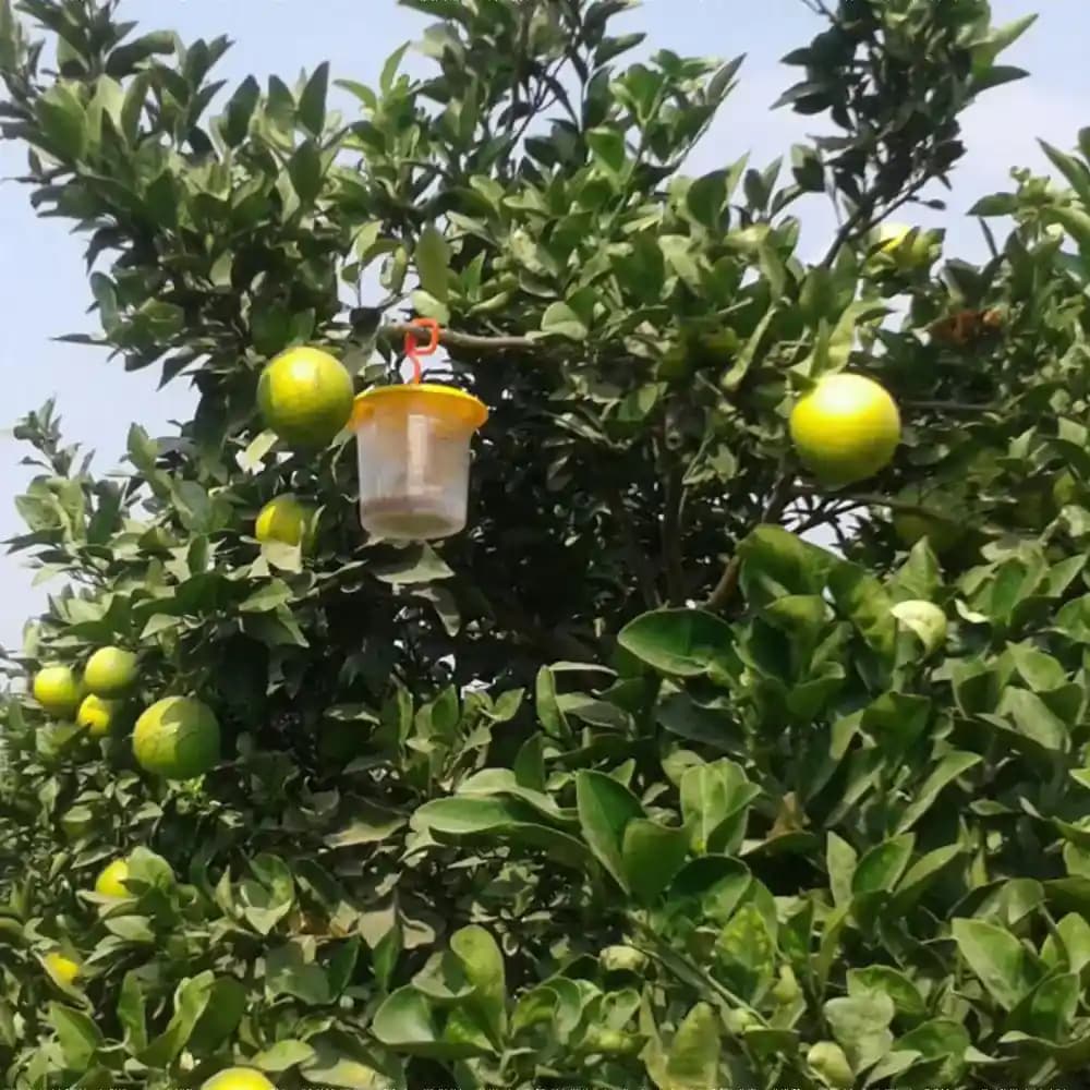 Barrix Catch Fruit Fly Trap Set , Pheromones Trap and Lure, Can Be Used For Fruit And Commercial Crops, Bactrocera dorsalis. - Image 7