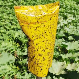 Barrix Magic Glue Insect Trap Bag, Insect Monitoring Purpose, Smart And Sustainable Pest Control (With 30 Yellow Sheet & 10 Blue Sheet + 300ml Glue) 5