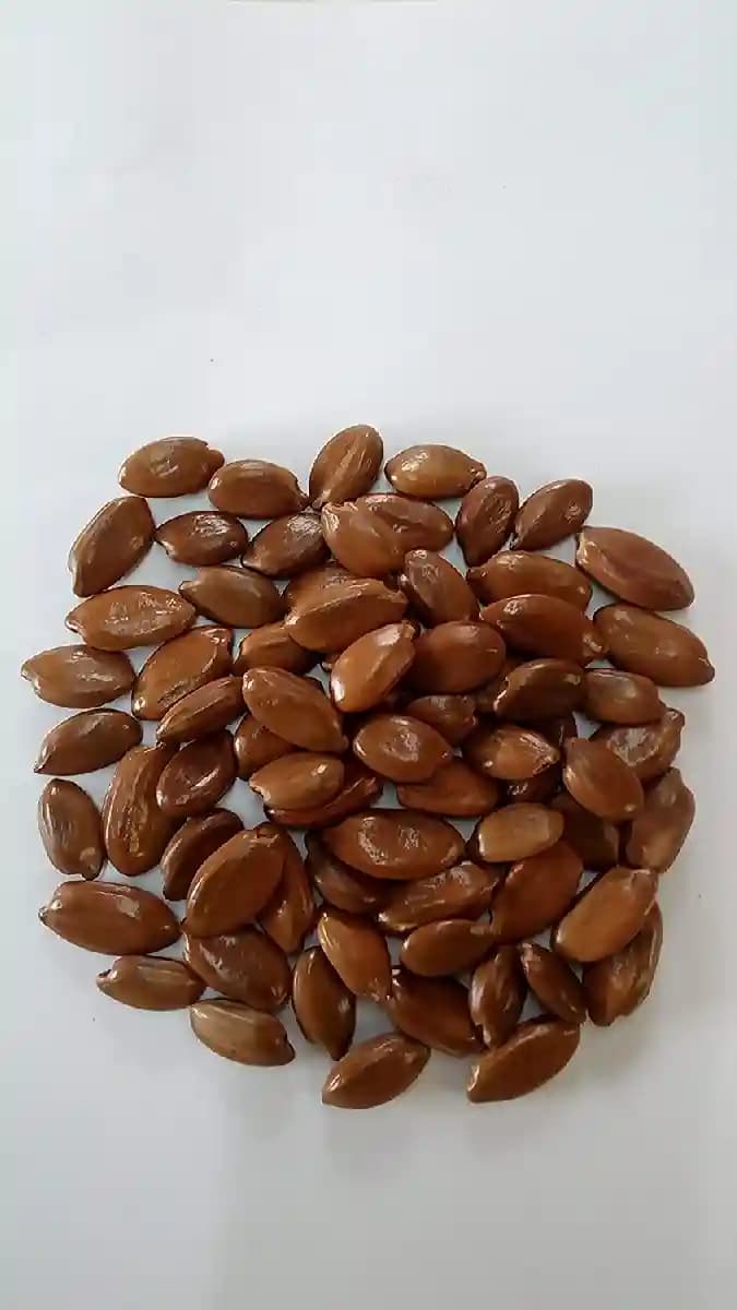 Mimusops Elengi (Mahizham) Tree Seed enhance the beauty of garden, landscapes, commercial crops - Image 1