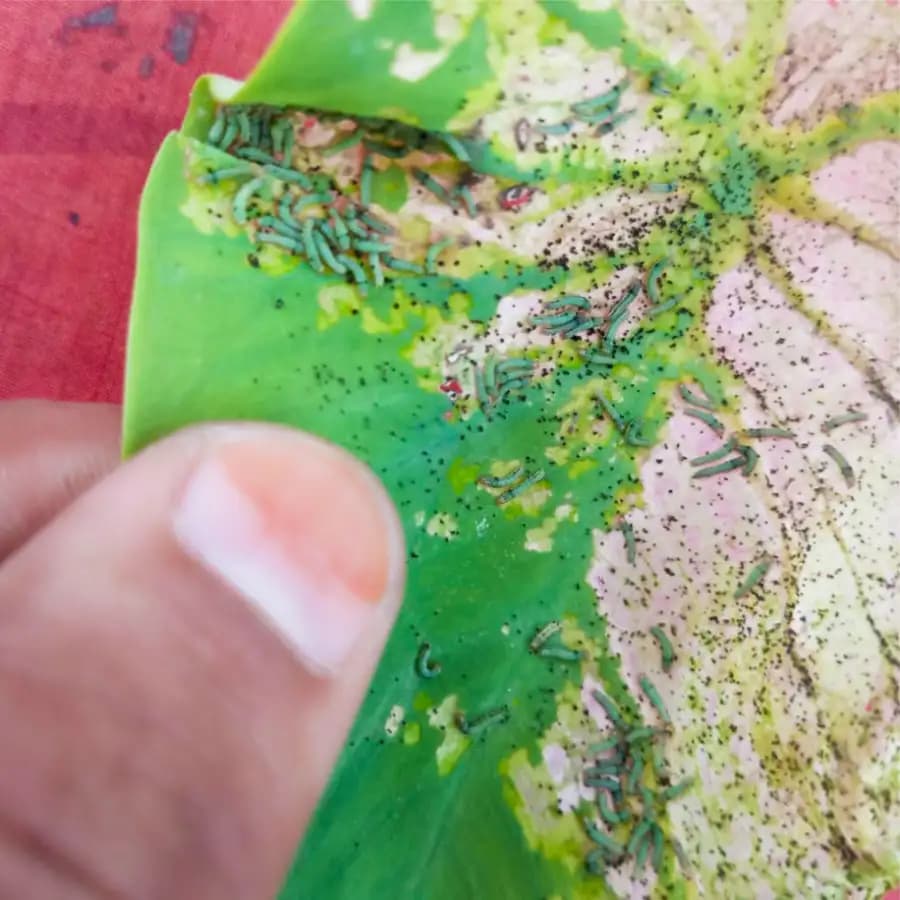 Funnel Trap with Spodo O Lure (Spodoptera Litura Pheromone) For Tobacco, Cotton, Red gram, Tomato and Chilli. - Image 9