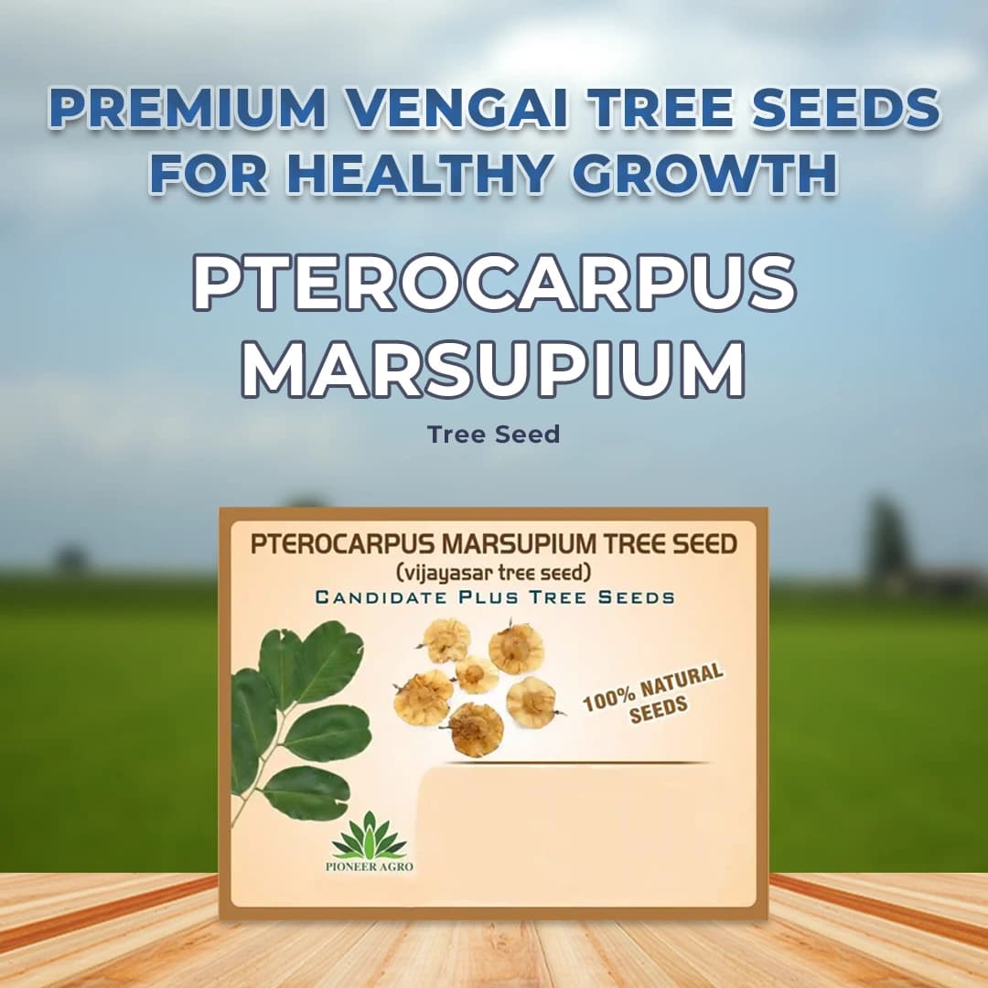 Pterocarpus Marsupium (Vengai) Tree Seed enhance the beauty of garden, landscapes, commercial crops, etc. - Image 2