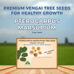 Pterocarpus Marsupium (Vengai) Tree Seed enhance the beauty of garden, landscapes, commercial crops, etc. 2