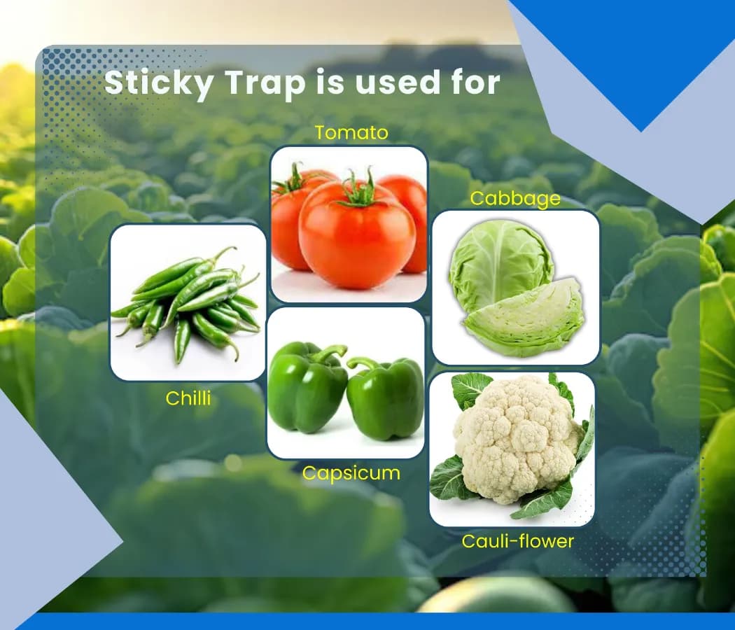 Chipku Pest Control Kit, Includes Gum Bag, Sticky Traps, DIY Pack , Gum Bottle, Yellow & Blue Polybags - Image 8