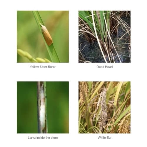 Barrix Trapper ET Trap, Yellow Stem Borer Pheromone Trap & Lure, Effective For Paddy Crop, Long-Lasting Pest Control Solution - Image 7
