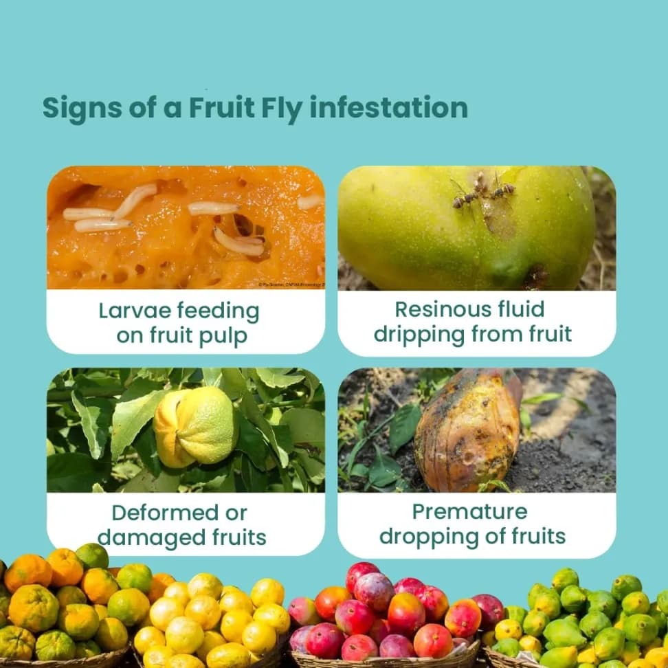 SK Agrotech Bactrocera Dorsalis Mac Phil Trap With Fruit Fly Lure - Effective Solution For Mango, Papaya, Pomegranate, Etc. - Image 5