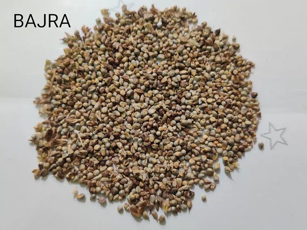 Sri Sai Forestry Bajra Napier Hybrid Grass Seeds, Multi Cut Grass Seed and Animal Fodder - Image 7