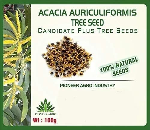 Pioneer Agro Industry Acacia Auriculiformis Tree Seed, Very Good Germination - Image 2