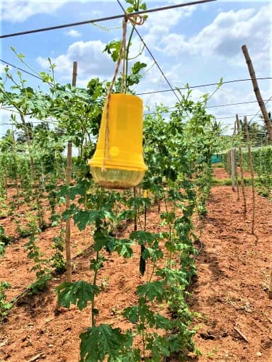 SK Agrotech Bactrocera Dorsalis Fruit Fly Pheromone Trap With Lure - Effective Solution For Mango, Papaya, Sapota, Etc. - Image 3