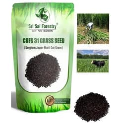 Sri Sai Forestry COFS 31 Grass Seeds For Goat And Cow, Multi Cut Fodder Seed 9