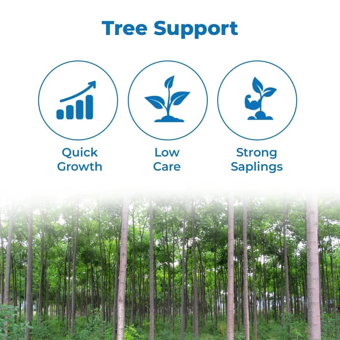 Sri Sai Forestry Melia Dubia Seeds (Malabar Neem) - Image 3