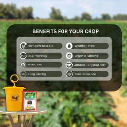 Chipku Pheromone Ecomax Trap With Melon Fly Lure (Bactrocera Cucurbitae) Feeding By The Larvae. For Gourds, Pumpkin, Tomato, Water Melon, Zucchini 5