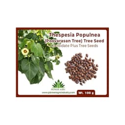 Thespesia Populnea (Poovarasan Tree) Tree Seed, Apple Shaped Fruit 1