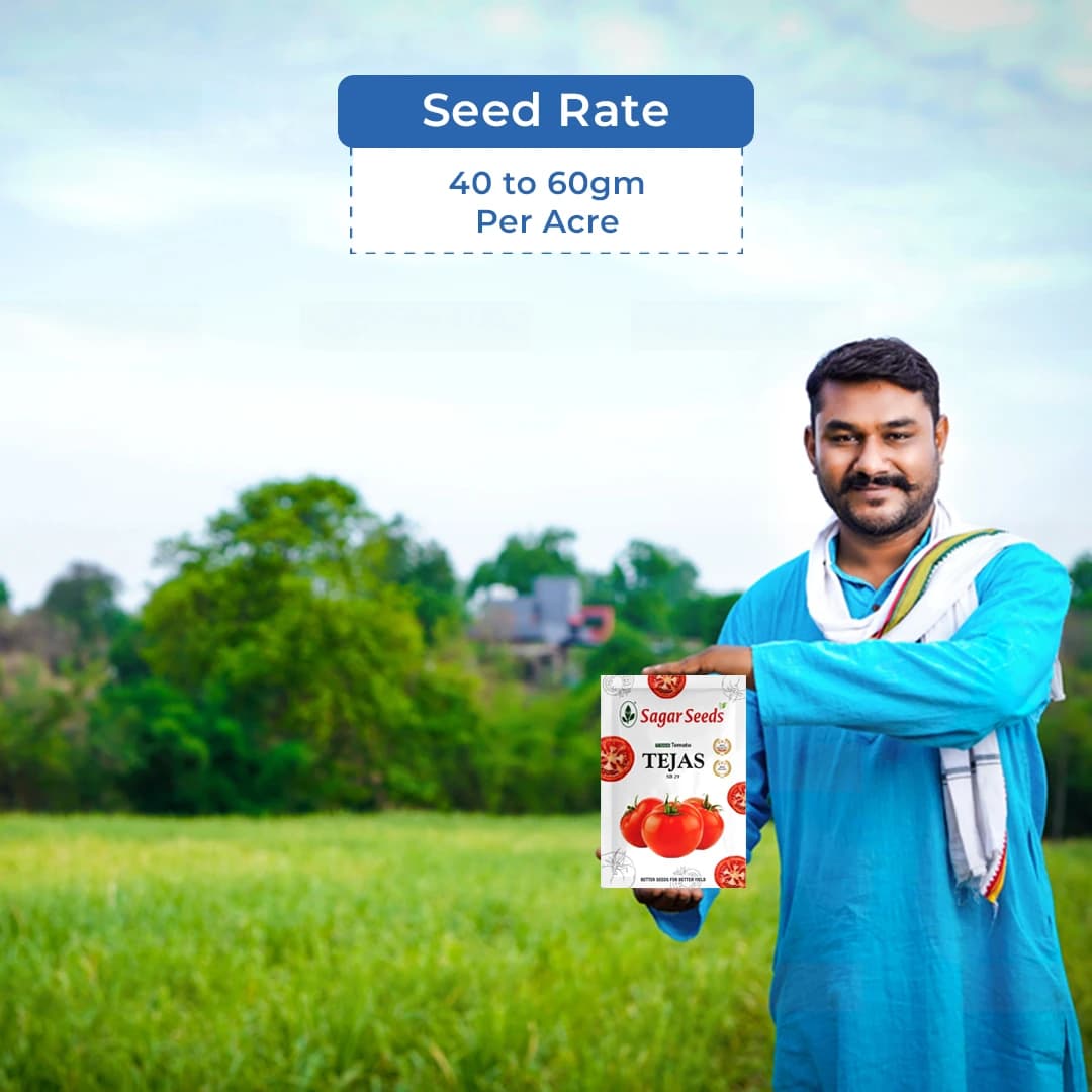 Sagar Tejas SB 29 Tomato Seeds - (Tamatar Seeds) Firm Fruits, Ideal For Kharif and Rabi Seasons (3000 Seeds Pack) - Image 5