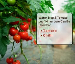 Chipku Pheromone Water Trap With Tuta Absoluta Lure To Catch Insect Tomato Leaf Miner (TLM) of Tomato, Potato, Egg Plant etc. 8