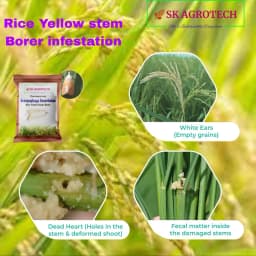 SK Agrotech Scirpophaga Incertulas (Rice Yellow Stem Borer) Pheromone Trap With Lure - Effective Control For Rice Yellow Stem Borer 5