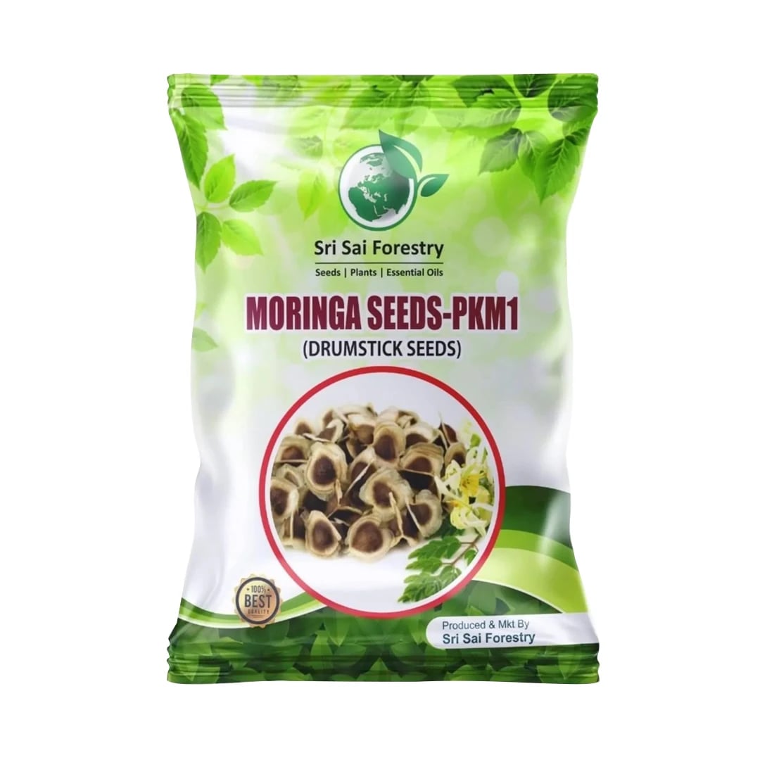 SRI SAI FORESTRY Natural Drumstick Seeds, Moringa Tree Seeds, Miracle Tree Seeds, Horseradish Tree Seed