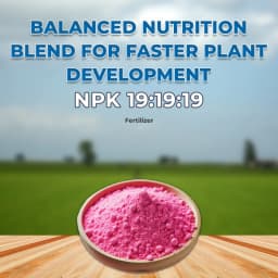 GACIL Plus Complete NPK 19:19:19 Fertilizer For Lush Vegetables, Juicy Fruits, And Stunning Flowers 2