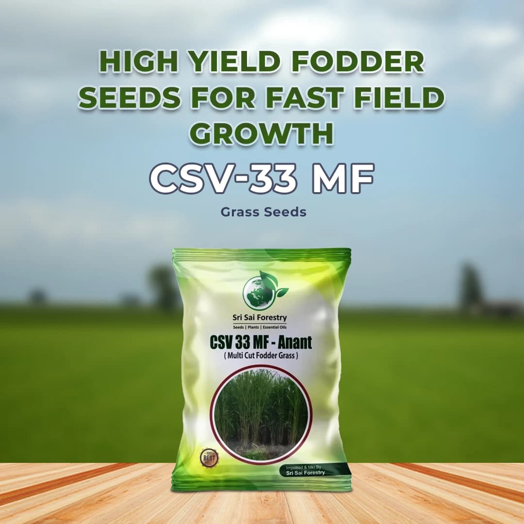 CSV 33 MF-Anant - Multicut Fodder Grass - Image 2