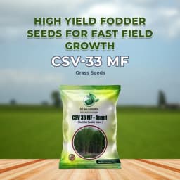 Sri Sai Forestry CSV-33 MF Anant Fodder Grass Seeds, High Yield Multi Cut Grass Seed 2