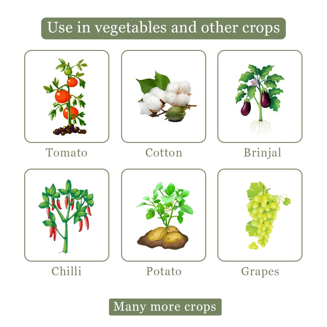 Arostel Fungicide - Azoxystrobin 11% + Tebuconazole 18.3% SC - Image 4