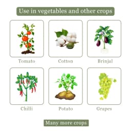 Arostel Fungicide - Azoxystrobin 11% + Tebuconazole 18.3% SC 4
