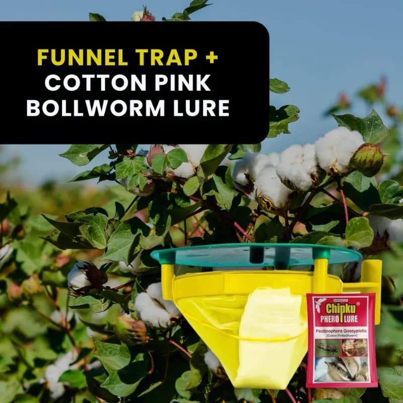 Chipku Pheromone Trap Funnel With Pink Bollworm Lure To Catch Insect Moth Of Pink Bollworm (PBW) (Pectinophora Gossippiella) In Cotton Crop. - Image 5